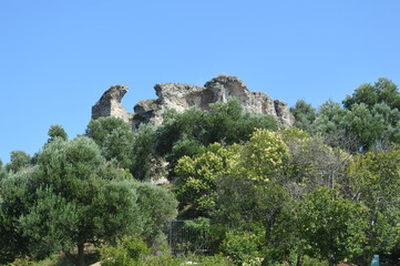 pine tree in the mountains
