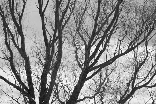 The photo shows a silhouette of a tree and branches without leaves on a gray background. - Powered by Adobe