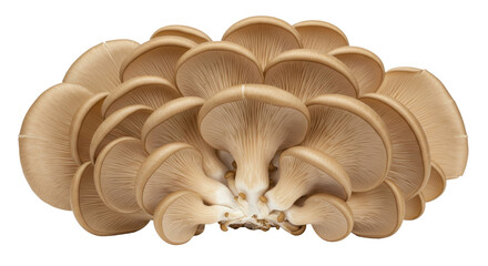 Isolated Oyster Mushrooms