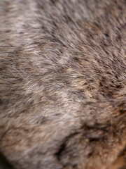 Red Brown Animal Wildlife fur hair textured Concept Background.