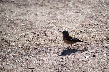 Male common chaffinch bird (Fringilla coelebs)