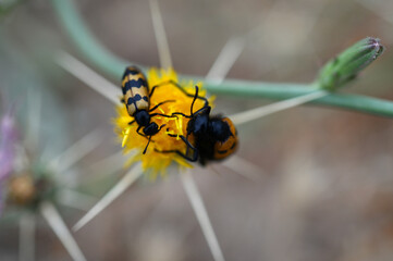 Pair of beetles (Mylabris quadripunctata) on yellow flower