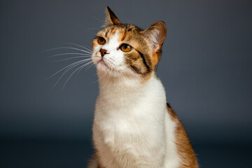 Portrait of little adorable tricolor kitten