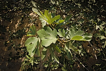 vivid fig plant bud on blurred background