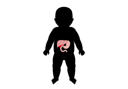 baby silhouette with internal organs clip art preview