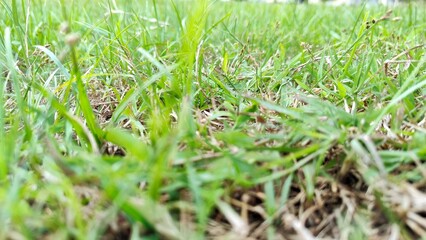 Photo of damaged lawn. Part of the grass is dead, the lawn is dry and wilted. Green and yellow grass due to poor maintenance, lack of watering.