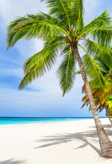 Exotic white sand beach with coconut palm trees and Caribbean sea shore on Saona island in Dominican Republic.