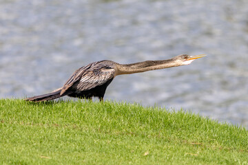 Anhinga bathing in the sun