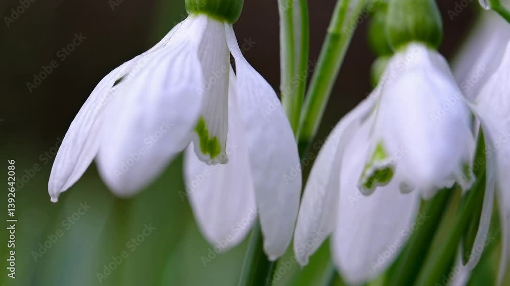 Poster close-up video of delicate snowdrop flowers with a shallow depth of field, capturing their intricate