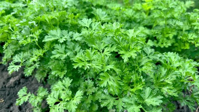 fresh parsley grows in the garden	
