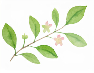 Fototapeta premium Watercolor painting of cute twig with fresh green leaf and flower isolated on white. Hand drawn art