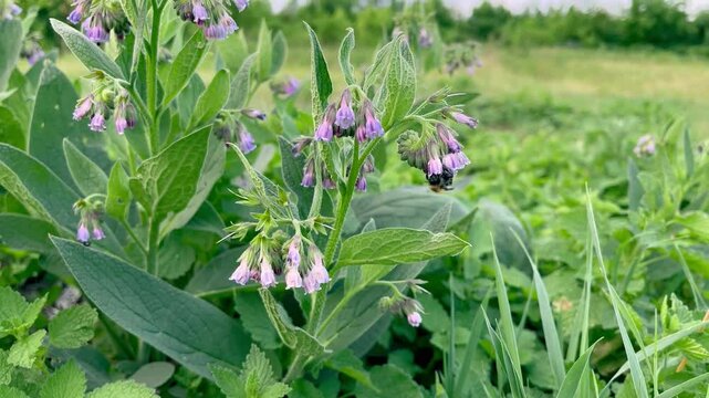 flowering medicinal plant comfrey medicinal (Symphytum officinale L.)