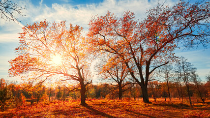 Autumn forest nature. Vivid morning in colorful forest with sun rays through branches of trees. Scenery of nature with sunlight