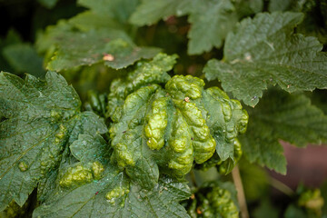 Currant leaves affected by disease show twisted and curled foliage in a garden setting