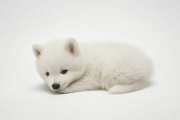 a white dog laying down on a white surface