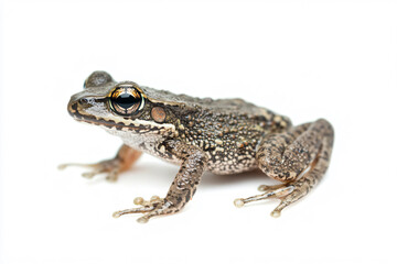 Fototapeta premium a frog with a black and white pattern on its body
