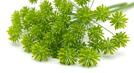 Emerald Umbel: A Study in Vibrant Texture AI Generated