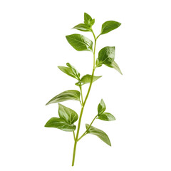 Green leaf sprig, vibrant green foliage, a symbol of growth, vitality and freshness, this captivating photograph showcases the beauty of natural leaves.