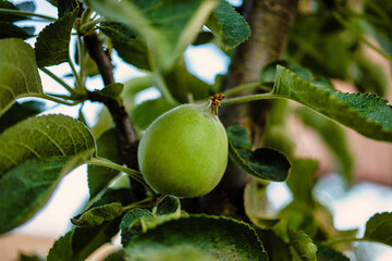 Apple ovary developing amidst lush greenery on a warm sunny day