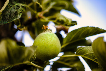 Eagerly awaiting maturity, a vibrant apple ovary hangs gracefully on its tree in the warm sunlight