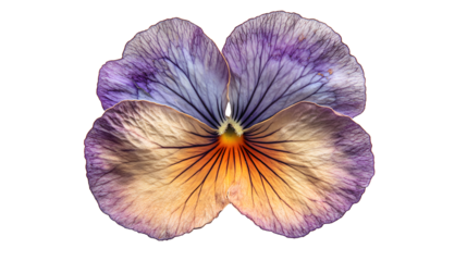 Pressed and dried pansy bloom showing faded violet and soft orange colors on transparent background