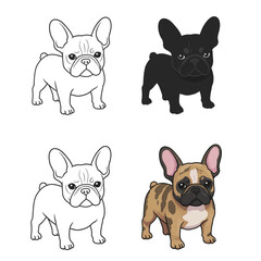 Fototapeta premium French Bulldog Dog Breed isolated vector.