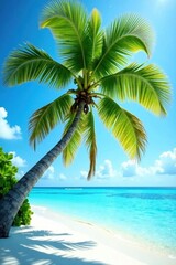 Obraz premium Upward view of lush palm tree on Maldives beach , vacation, plant
