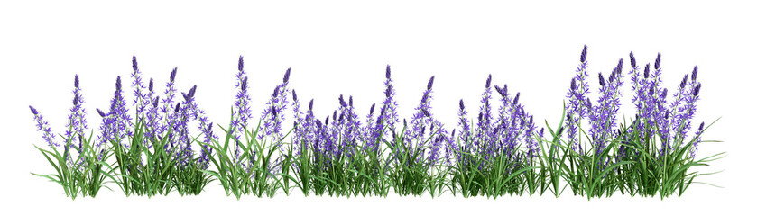 lavender isolated on white background