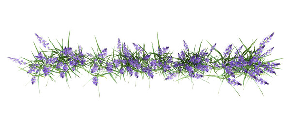 Top view lavender isolated on white background