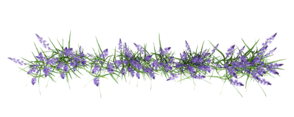 Top view lavender isolated on white background