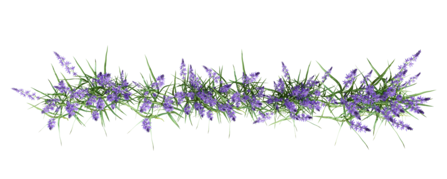 Top view lavender isolated on white background