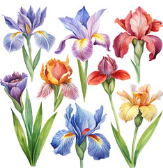 Set of colorful watercolor iris vector botanical floral hand painted illustration