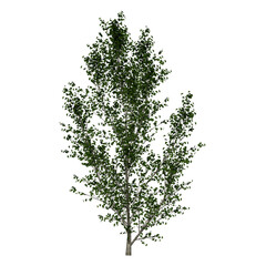 black poplar tree