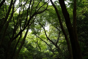 Forest canopy view with tree branches reaching towards the sky