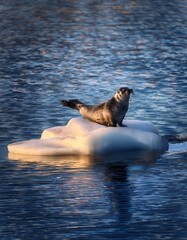 Fototapeta premium An alert seal surveys its surroundings from atop a small iceberg floating in the Arctic sea under a soft twilight sky.