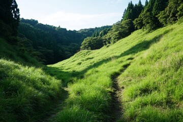 Grassy path between green hills and dense forest under a clear sky