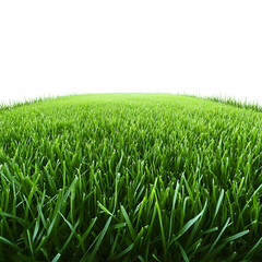 Fototapeta premium Lush green grass field, bright sunlight, background white, for nature designs