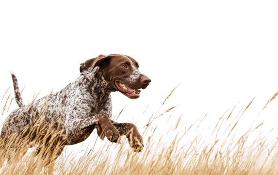 Energetic German Shorthaired Pointer Sprinting Through a Field in Full Motion isolated on white background PNG