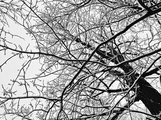Obraz premium Three branches covered with snow landscape
