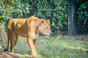 Obraz premium lioness