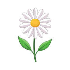 Fototapeta premium A vector illustration of daisy flower isolated on white background 