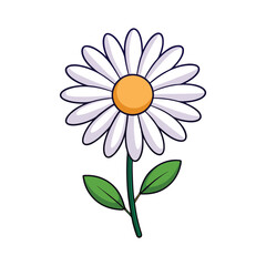 A vector illustration of daisy flower isolated on white background 
