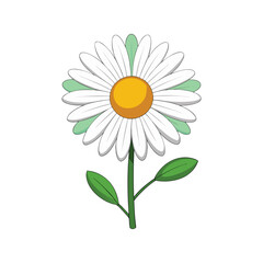 A vector illustration of daisy flower isolated on white background 
