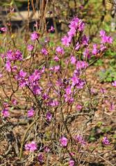 First flowers in spring. Rhododendron dauricum, species of flowering plant in heath family Ericaceae