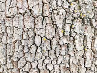 Dry tree bark texture as background