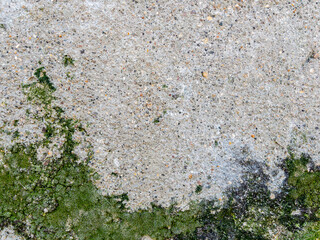 Moss covered concrete wall texture as background natural pattern design element