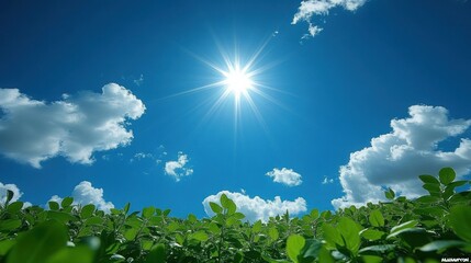 Sunny day in a field of green leaves