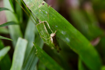 Close-up view of grasshopper on green leaves