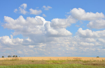 Beautiful blue sky with puffy clouds over a golden field