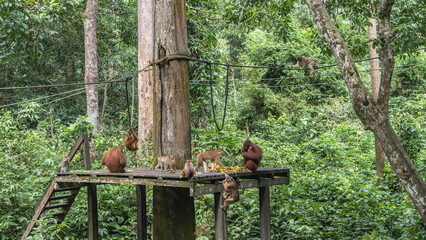 Different species of monkeys gathered for feeding. Fruits are laid out on a boardwalk. Mother orangutan hugs baby. Ropes are stretched between the trees. Green vegetation. Malaysia. Borneo. Sandakan.